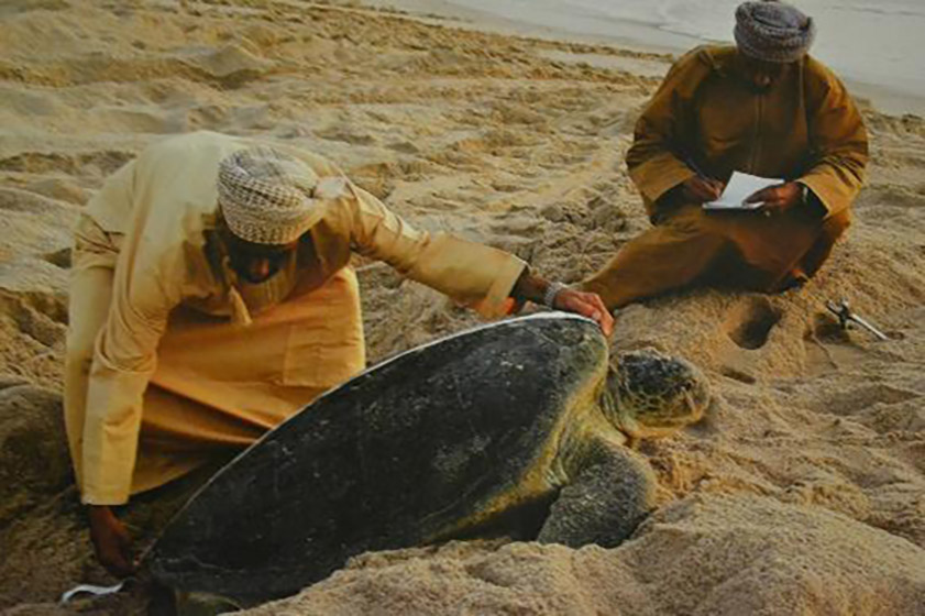 Ras Al Jinz Turtle Reserve